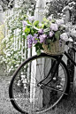old bikes basket gardens