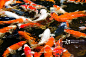 High Angle View Of Koi Carps Swimming In Pond_创意图片