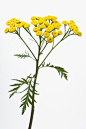 环境,自然,植物学,影棚拍摄,室内_85581787_Tansy (Tanacetum vulgare) Graphic plant portrait_创意图片_Getty Images China@北坤人素材