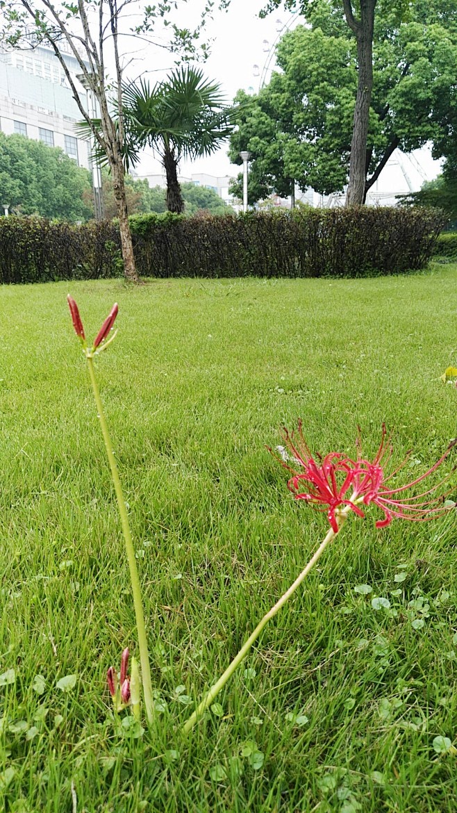 雨中的彼岸花