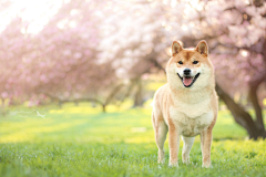 Sun在花瓣采集到萌