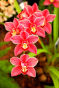 Cumbidium 'aloha-shy': Tropical Orchids