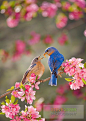 janetmillslove:

Eastern Bluebirds, m moment love
