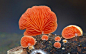 【植物园】不寻常的美丽和别样的妖娆：蘑菇