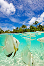 Bora Bora, French Polynesia #美景# #素材#