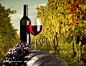 葡萄园的葡萄酒和酒桶背景图片