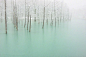 【 美瑛青池冬雪的诗意】来自日本北海道的摄影师 Kent Shiraishi的一组作品。美瑛青池，位于北海道美瑛川左岸海拔约500米附近，水中多含铝酸粒子，在阳光的照射下可以反射出奇幻的颜色。清晨到来，蓝天倒映水面，将池水调和成青绿的颜料色，池面如镜面一样平静，洁白的雪花飘飘洒洒如诗如画。