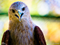 印度泰米尔纳德邦的哥印拜陀（Coimbatore, Tamil Nadu），一只栗鸢（Brahminy kite，鹰科栗鸢属，学名：Haliastur indus）在镜头前摆pose