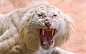 Angry-White-Tiger-2560x1600.jpg (2560×1600)