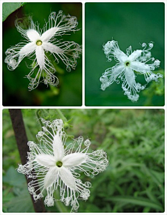 蓝眼泪花采集到一花一草一世界