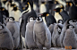 摄影师偷拍南极企鹅私生活