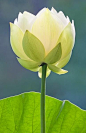 Lotus Beauty