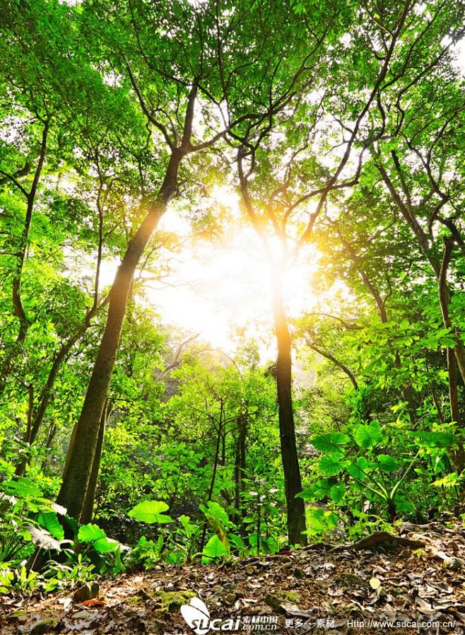 阳光树林植物高清图片