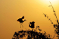 《爱在夕阳下》 拍摄地：温州平阳。
一对白鹭在夕阳下翩翩起舞，谱写着它们爱情故事。剪影下的姿态更加优美。
 (900×600)