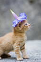 magicalnaturetour:
Flower hat by Stephan Brauchli
