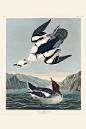美国鸟类：白斑头秋沙鸭1雄性2雌性