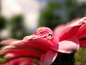 Close_up_waterdrop_on_flower_naturals_014