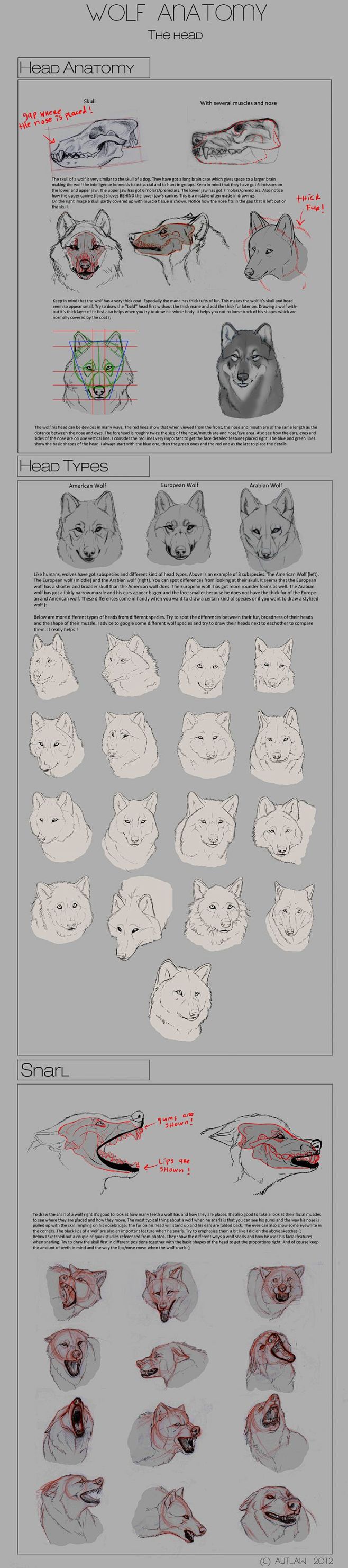 Wolf Anatomy - Part ...