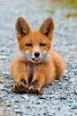 “ Beach Fox by Hansruedi Weyrich”