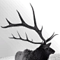 Antler // Impressive