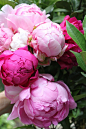 Flowers & Gardens / Peonies