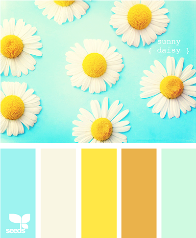 sunny daisy