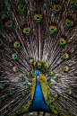 peacock_portrait__iii_by_inayatshah-d9p5v9k.jpg (600×900)