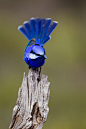 Splendid Fairy-wren by Duade Paton