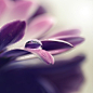 Joakim　Kraemer清新美丽的微距花卉摄影作品--独角兽资讯