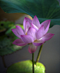 ~~pink lotus by hsiangjungwu~~