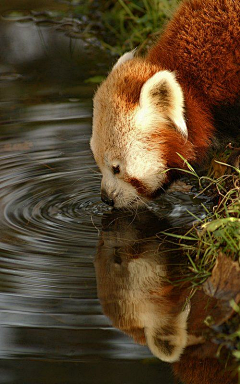 Yora采集到生物大百科