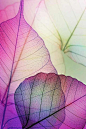Leaves iPhone Background: 