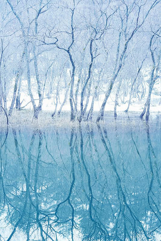 Icy blue forest in H...