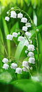 Lily of the valley for Megafon on Behance