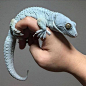 灰蓝色大壁虎（Gekko gecko）
(Photo: gecko_tokay) ​​​​