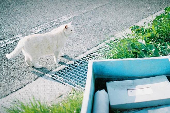 昨日が猫の日なの、すっかり忘れてた
