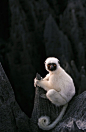 Zoboomafoo