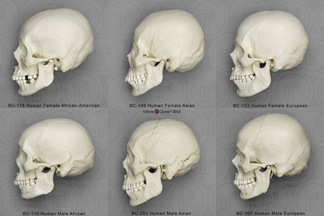 人类男性和女性头骨： 
非洲，亚洲和欧洲