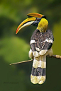 Great Hornbill Male