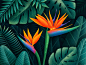 Bird of paradise flowers