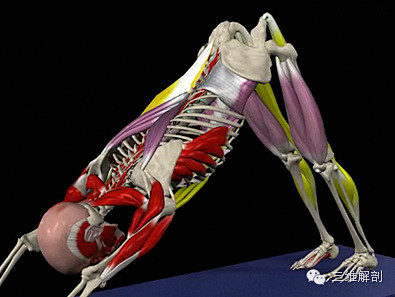 人体运动状态下的3D肌肉骨骼精美解剖--...