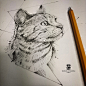 psdelux-20170206-cat-sketch-psdelux(1).jpg