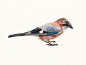 Water color paintings of birds