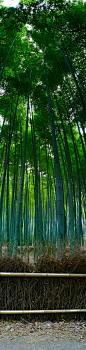 Bamboo Forest