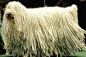 可蒙（Komondor）