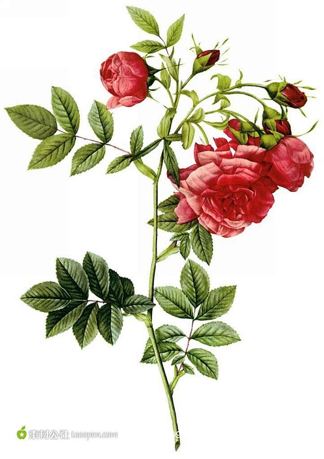 国外大师手绘花朵红色的月季花