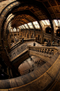 Central Hall of the Natural History Museum in London - http://www.nhm.ac.uk   #cultural #interior #public