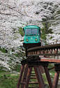视角_日本：镜头下的日本：宫城县船冈城址公园，观光车与樱花，摄于4月中旬。摄影by みちのく三流写真家