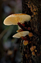 The 'safely' edible mushroom Flammulina velutipes, or Velvet Foot/Shank