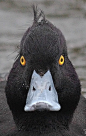 Just ducky! tufted duck